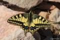 Papilio machaon (Kırlangıçkuyruk)